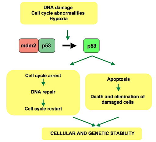 P53 pathways