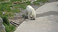 Polar Bear, Parc Aquarium Du Quebec