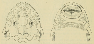 <i>Hypostomus goyazensis</i> Species of catfish