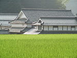Paddy fields Japan 0884.jpg