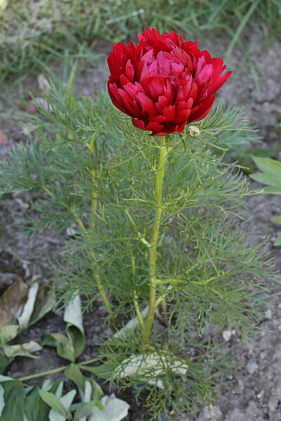 File:Paeonia tenuifolia Plena Tillipioni Dillpion C IMG 4700.JPG
