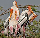Painted Stork (Mycteria leucocephala) in Uppalapadu, AP W2 IMG 5067.jpg