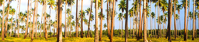 Palmiers à Palawan