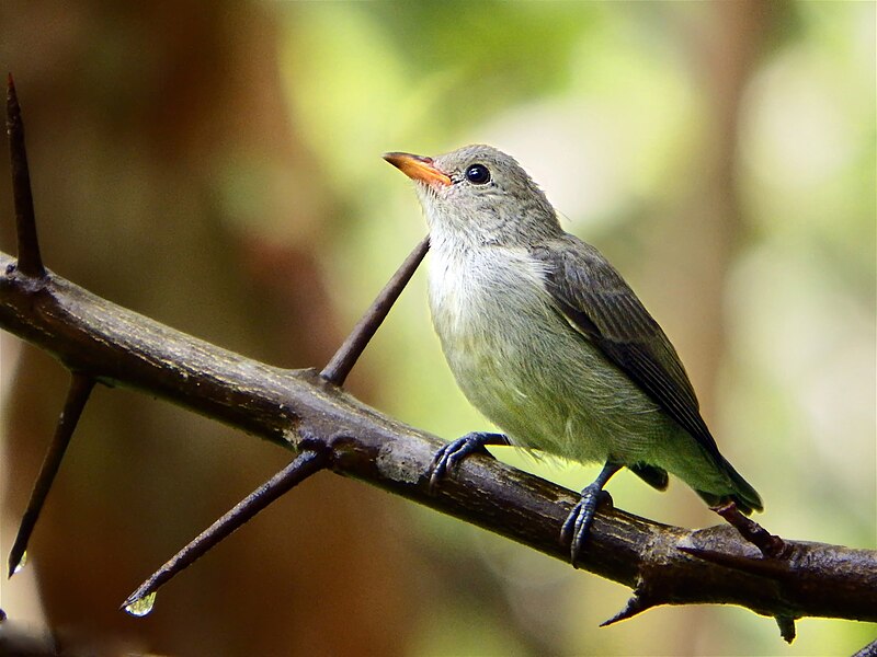 File:Pale billed Flowerpecker2.jpg