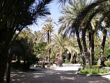 Palmeral de Elche 02.JPG