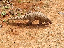 Indian pangolin in Kalakkad Mundanthurai Tiger Reserve Pangolin brought to the Range office, KMTR AJTJ.jpg