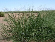 Panicum coloratum.jpg