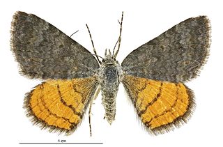 <i>Paranotoreas zopyra</i> Species of moth endemic to New Zealand
