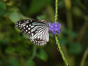 Parantica aglea (Glassy Tiger)