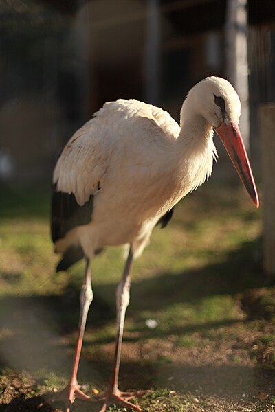 File:Parcul de Animale - "Moara de Vant" (8110157701).jpg