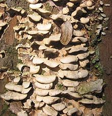 Tree fungus on dead wood Parforceheide Totholz.jpg