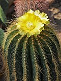 Parodia claviceps 2020-07-18 01.jpg