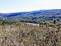 Vista da vegetação às margens do rio Jaguariaíva.