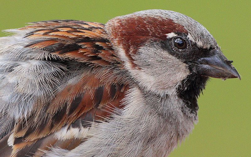 File:Passer domesticus male head and plumage (Germany,Eppelheim).jpg