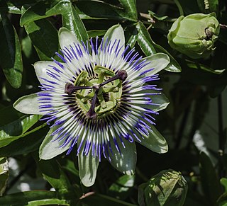<i>Passiflora caerulea</i> Species of flowering plant in the passion flower family Passifloraceae