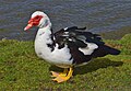 * Nomination Feral Muscovy duck drake at Capitão Lake, Azores. --The Cosmonaut 01:43, 10 June 2024 (UTC) * Promotion  Support Good quality. --Bgag 02:28, 10 June 2024 (UTC)  Support Good quality. --Екатерина Борисова 02:41, 10 June 2024 (UTC)