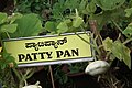 Pattypan squash from Lalbagh Garden, Bangalore, INDIA during the Annual flower show in August 2011.