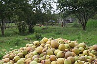 Pears harvet time.jpg