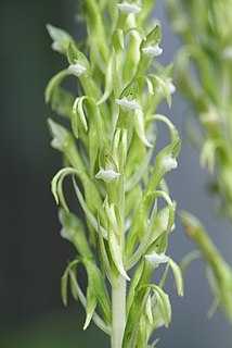 <i>Pelexia</i> Genus of orchids