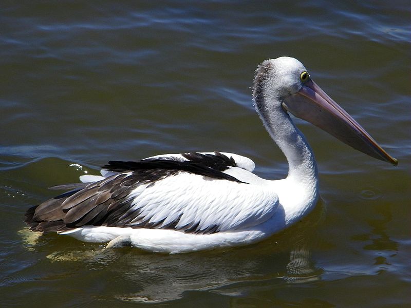 File:Pelican @ Swan River, Perth WA (3088892880).jpg