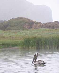 A brown pelican floating in Rodeo Lagoon