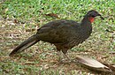 aves De Argentina