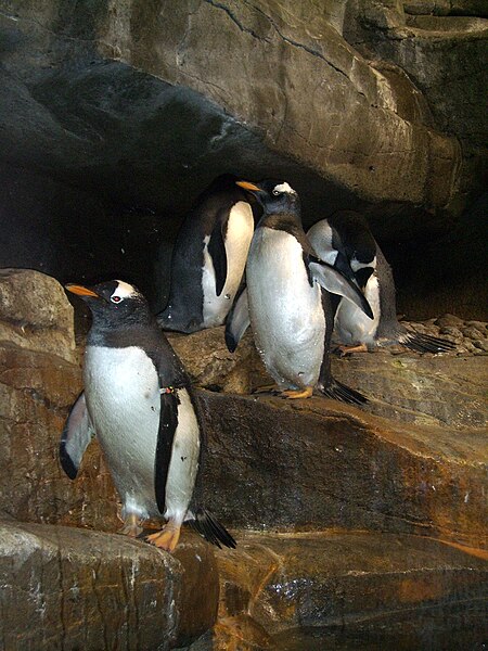 File:Penguins at Shedd Aquarium (2638990905).jpg