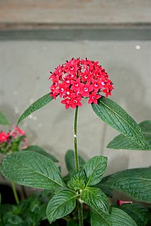 <i>Pentas lanceolata</i> species of plant