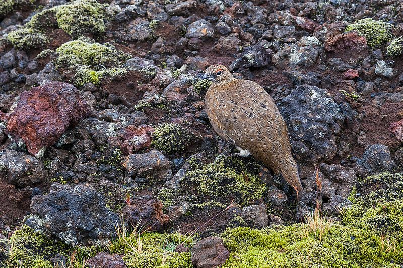 File:Perdiz nival (Lagopus mutus), Grábrók, Vesturland, Islandia, 2014-08-15, DD 093.JPG