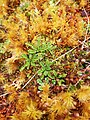 P. magellanica en Magallanes, Chile.