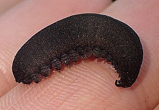 <i>Peripatopsis clavigera</i> Species of velvet worm
