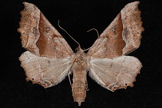 <i>Pero mizon</i> Species of moth
