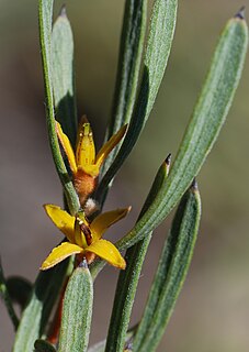 <i>Persoonia trinervis</i> Species of flowering plant