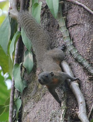 Ponytail squirrel.jpg