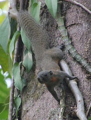 <span class="mw-page-title-main">Horse-tailed squirrel</span> Species of rodent