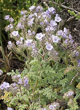 <i>Phacelia floribunda</i> Species of flowering plant