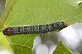 Phalaenoides glycinae (Australian grapevine moth) feeding on a grapevine.