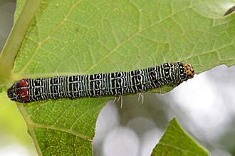 Caterpillar stage Phalaenoides glyciae caterpillar.jpg