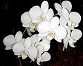 Phalaenopsis amabilis