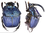 Miniatura para Phanaeus amethystinus