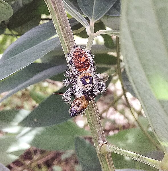 File:Phidippus regius 01.jpg