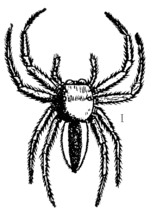 Thumbnail for Phintella africana