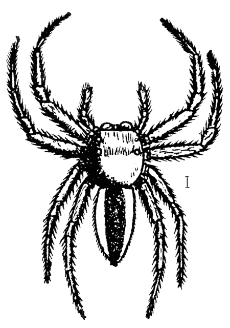 Phintella_versicolor