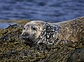 Seehund (Phoca vitulina), Ytri Tunga, Snæfellsbær