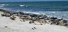 Harbor seal colony in Helgoland, Germany Phoca vitulina colony.jpg