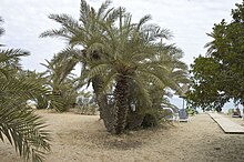 De Kretenzische dadelpalm