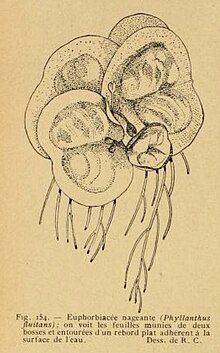 An illustration of Phyllanthus fluitans made by R.C Phyllanthus fluitans illustration by R. C. (Robert Chodat).jpg