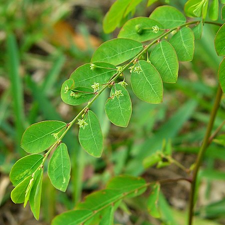 Tập_tin:Phyllanthus_tenellus_1.jpg