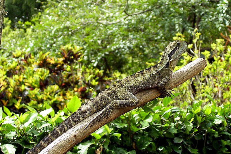 File:Physignathus leuseuni (Eastern Water Dragon), Roma Street Parkland..JPG