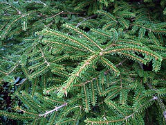 Ель обыкновенная латынь. Ель Восточная (Picea orientalis Barnes). Ель Восточная (Picea orientalis early Gold). Ель Восточная Picea orientalis Spring Frost. Picea orientalis 'Araucaria' 4l.